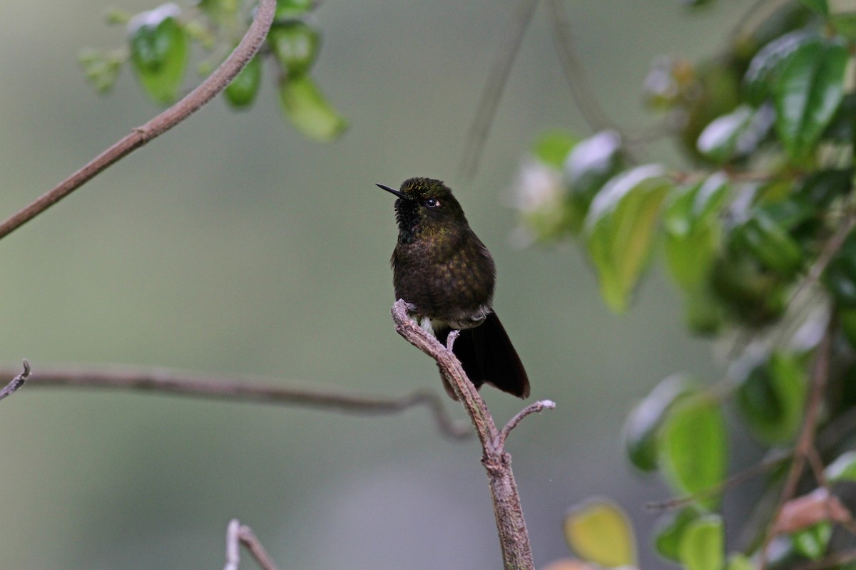 kolibřík dřišťálový (ssp. chloropogon) - ML37983771