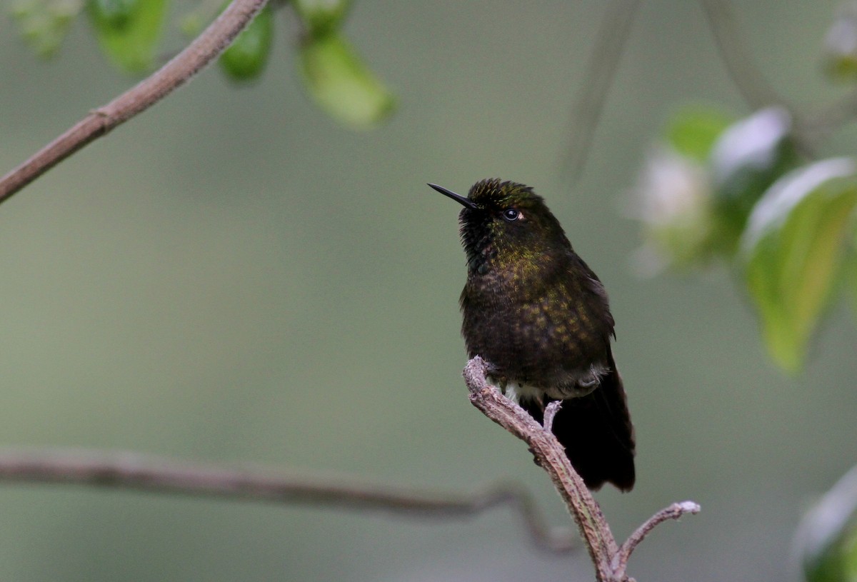 kolibřík dřišťálový (ssp. chloropogon) - ML37983841