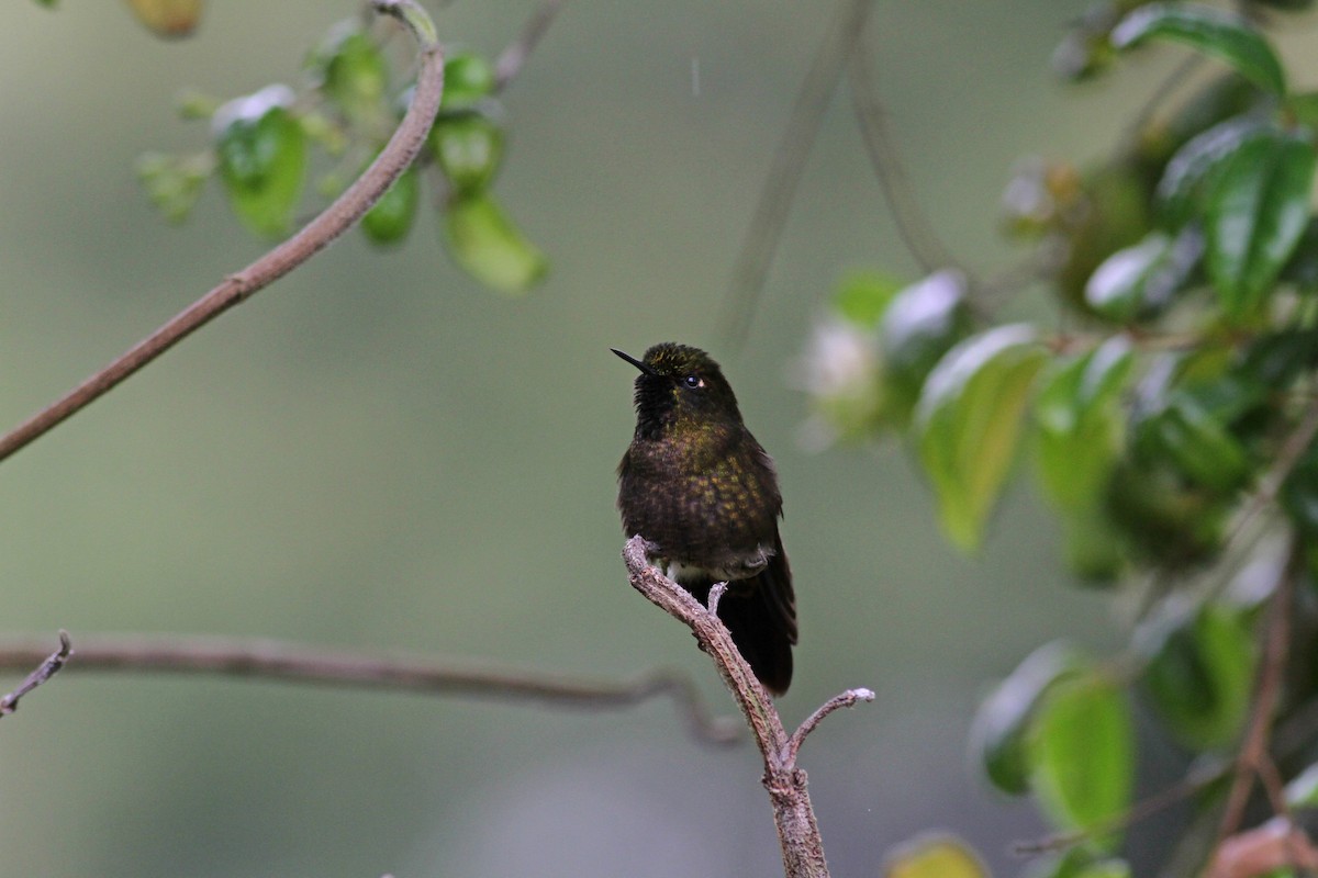 kolibřík dřišťálový (ssp. chloropogon) - ML37983851