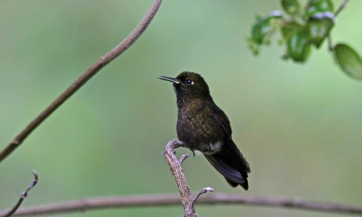 kolibřík dřišťálový (ssp. chloropogon) - ML37984021