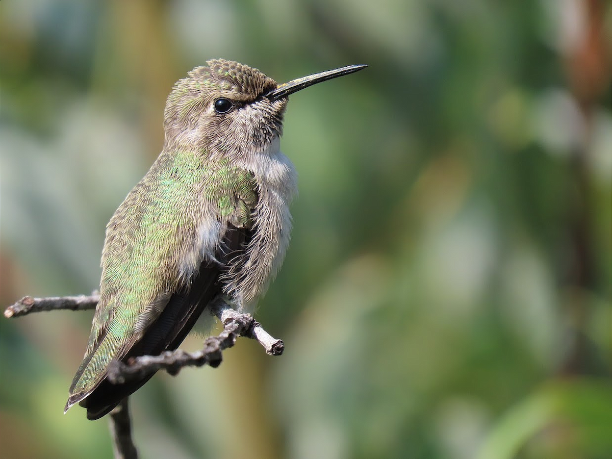 Costa's Hummingbird - ML379843881