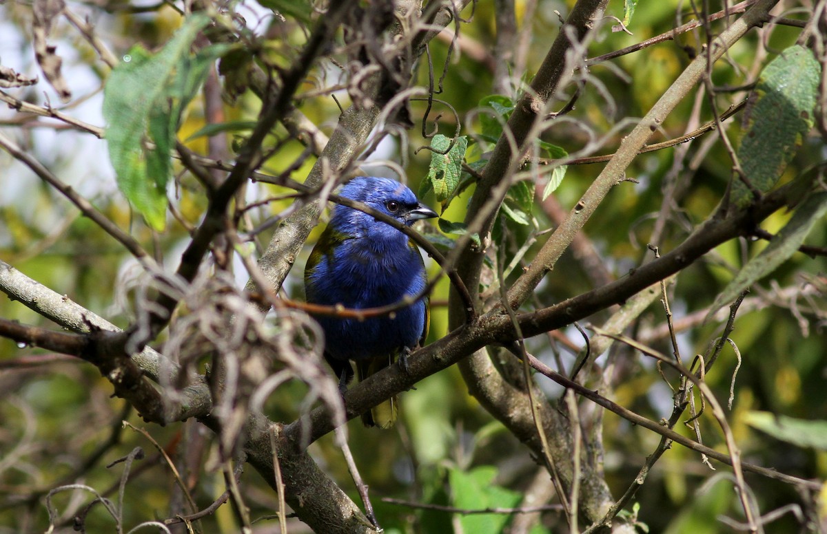 Blue-capped Tanager - ML37984501