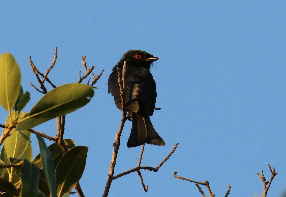 Square-tailed Drongo - ML379845961