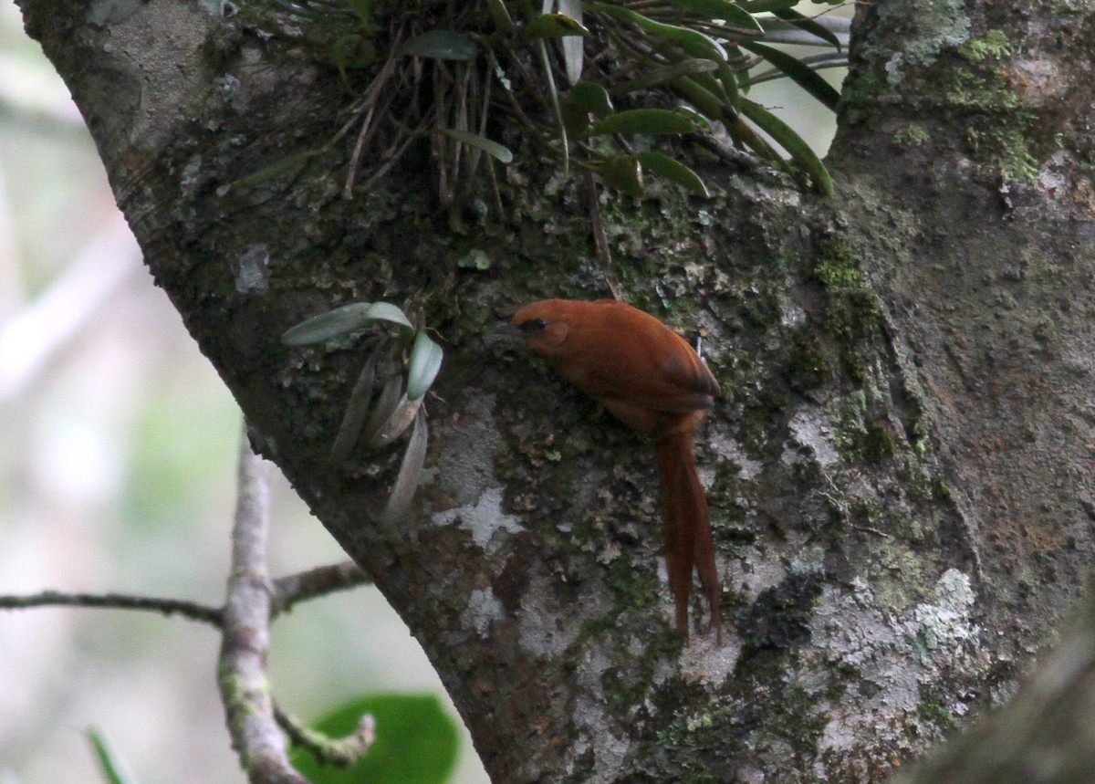 Black-throated Spinetail - ML37985131