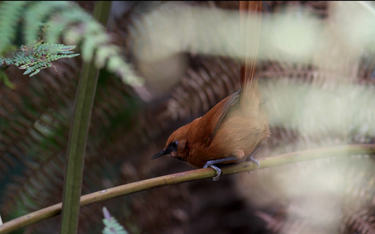 Black-throated Spinetail - ML37985181