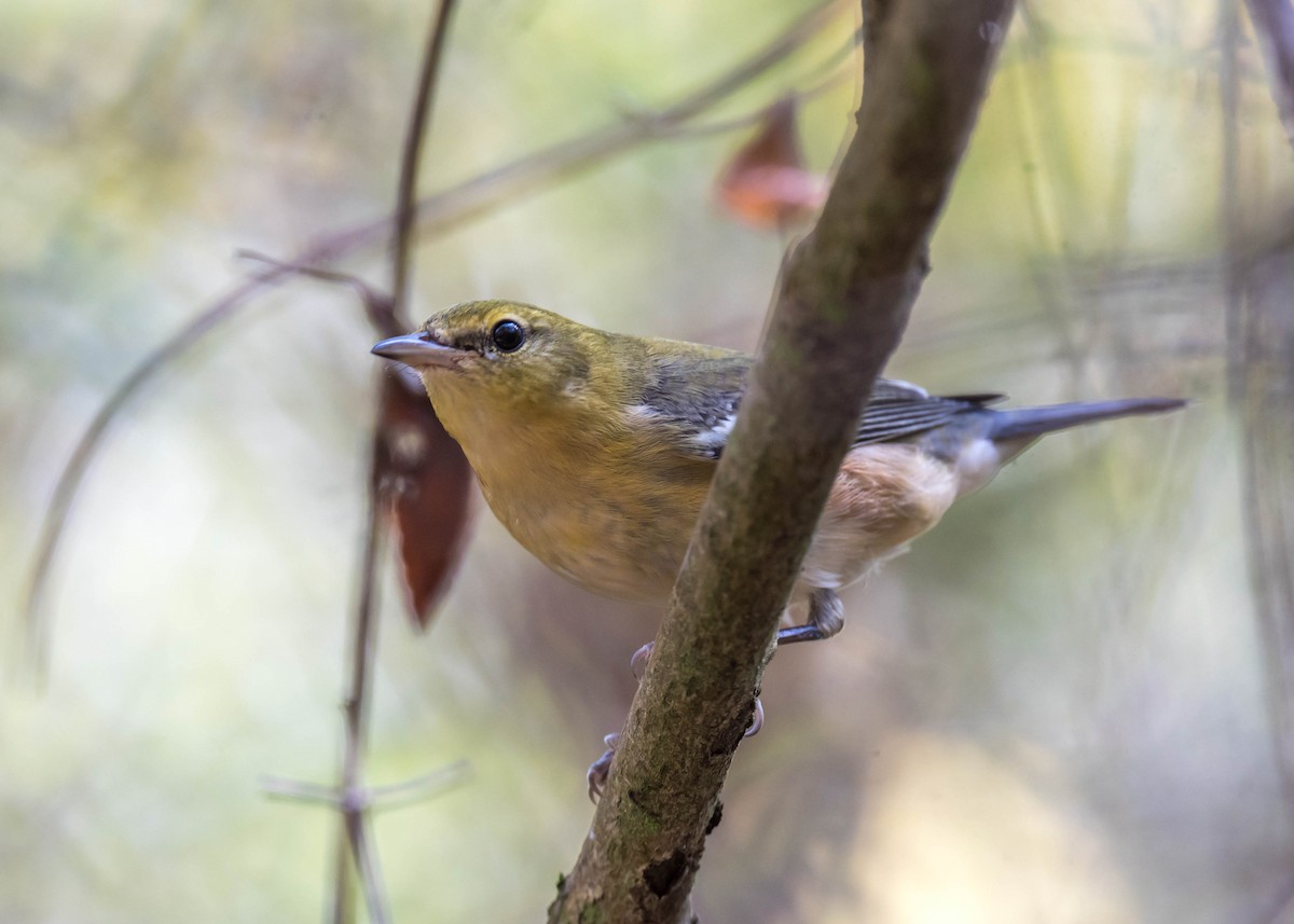 Bay-breasted Warbler - ML379851891
