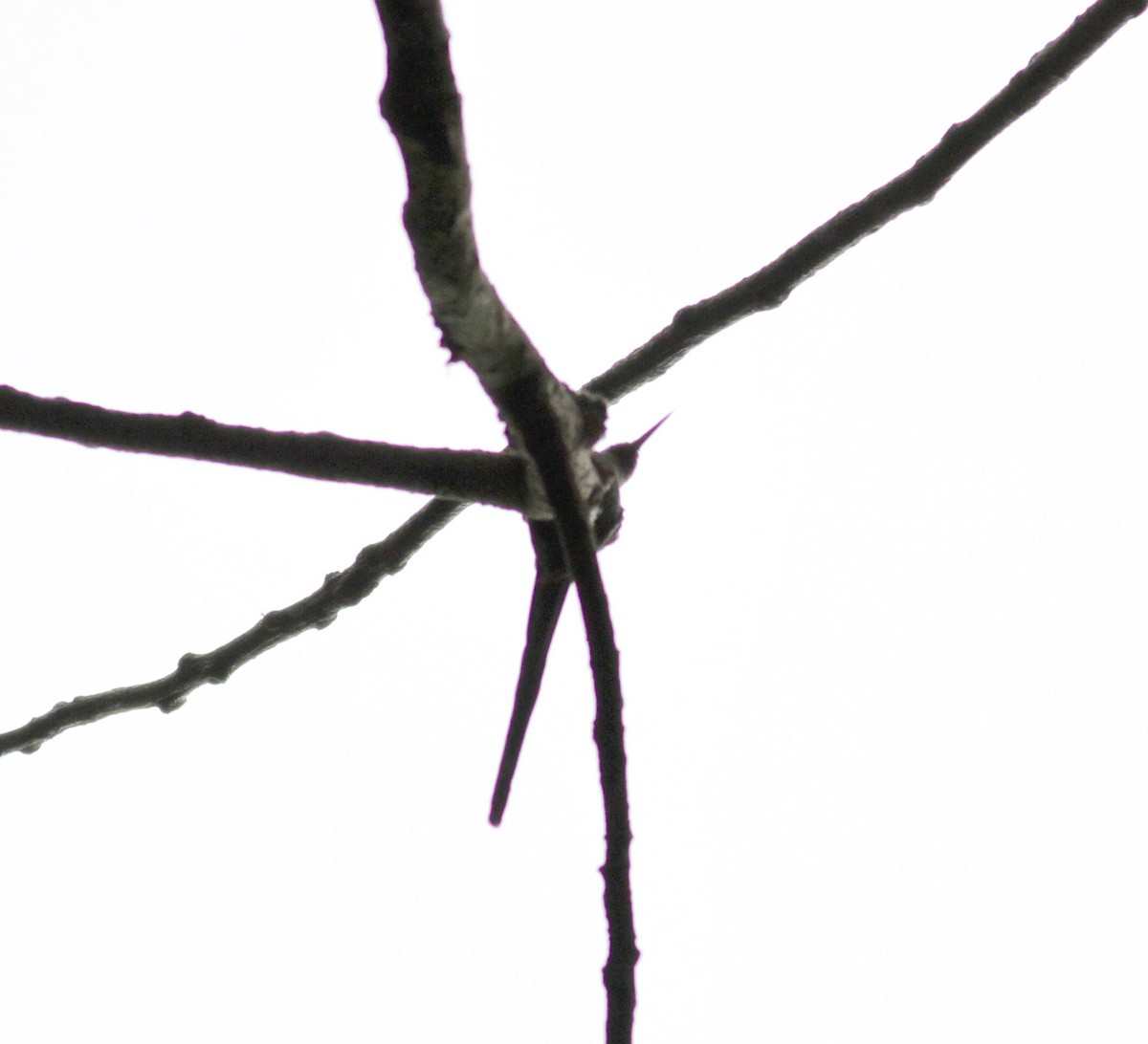 Long-tailed Sylph - Jay McGowan