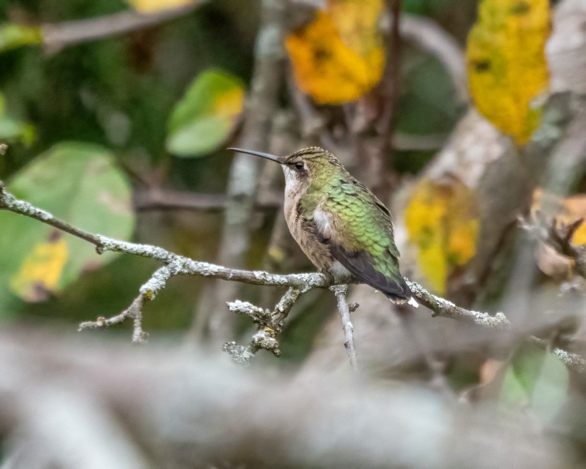 Ruby-throated Hummingbird - ML379862441
