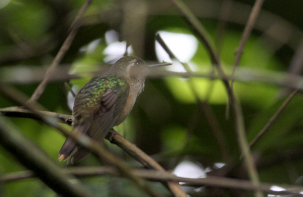 Speckled Hummingbird - ML37986801