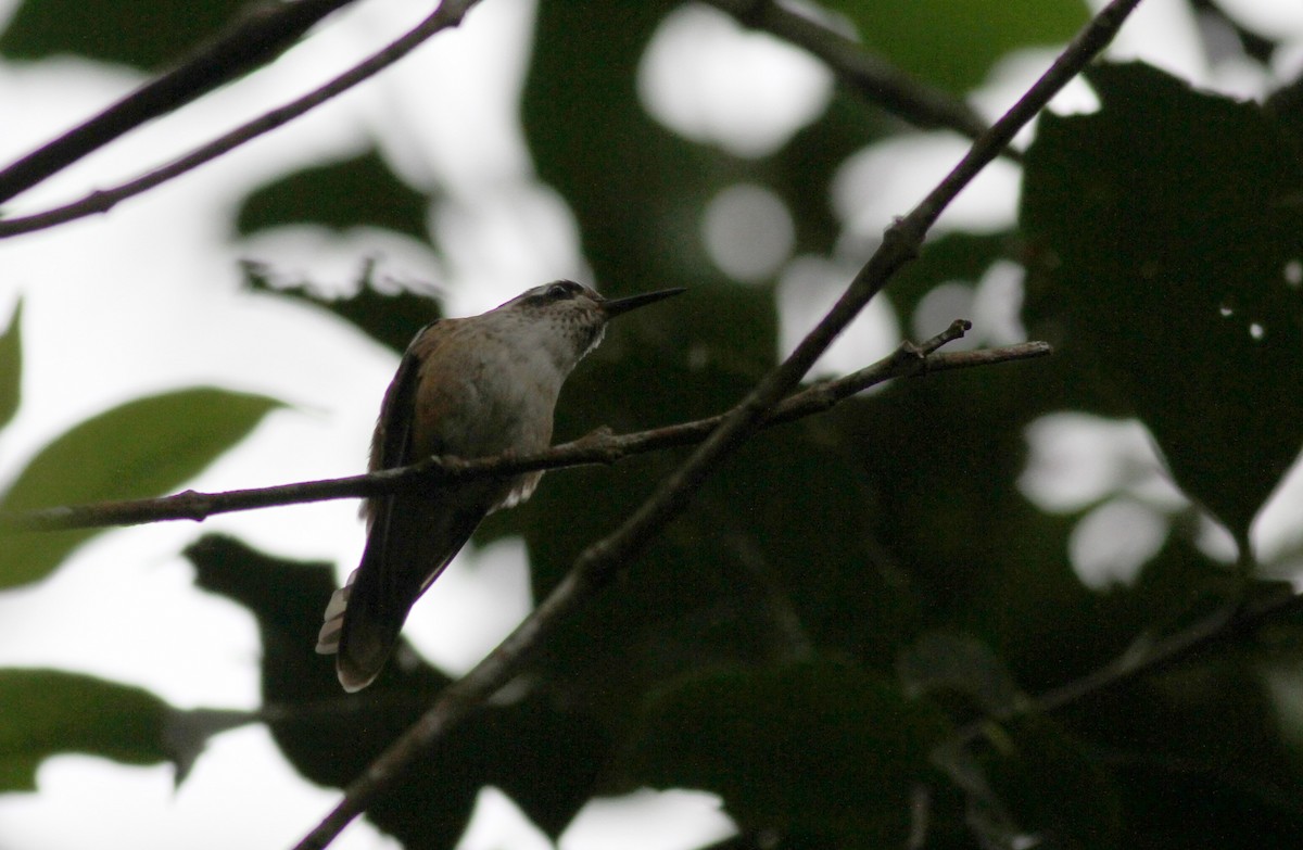 Speckled Hummingbird - Jay McGowan