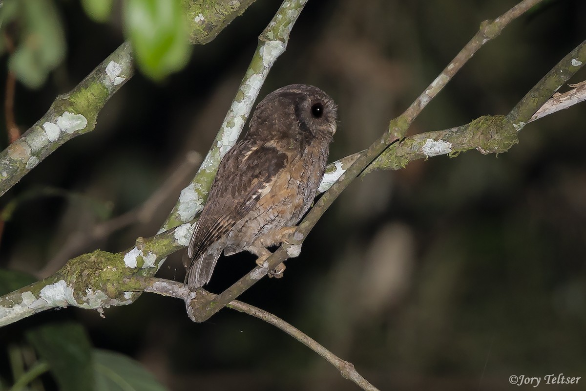 Tawny-bellied Screech-Owl (Austral) - Jory Teltser