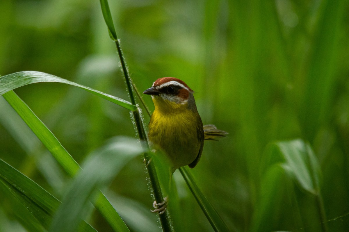 Rufous-capped Warbler - ML379877291