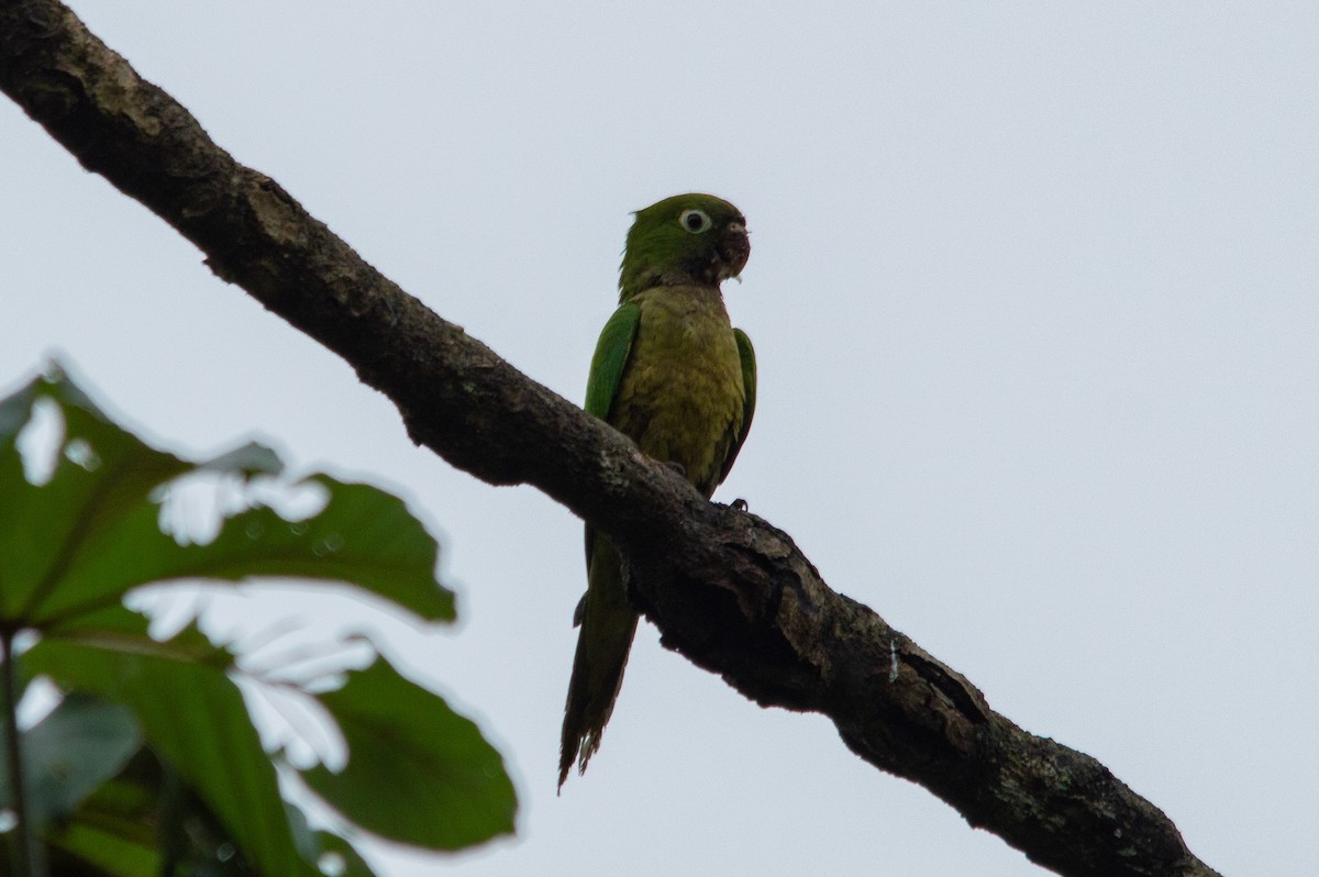 Olive-throated Parakeet - Alex Coronel