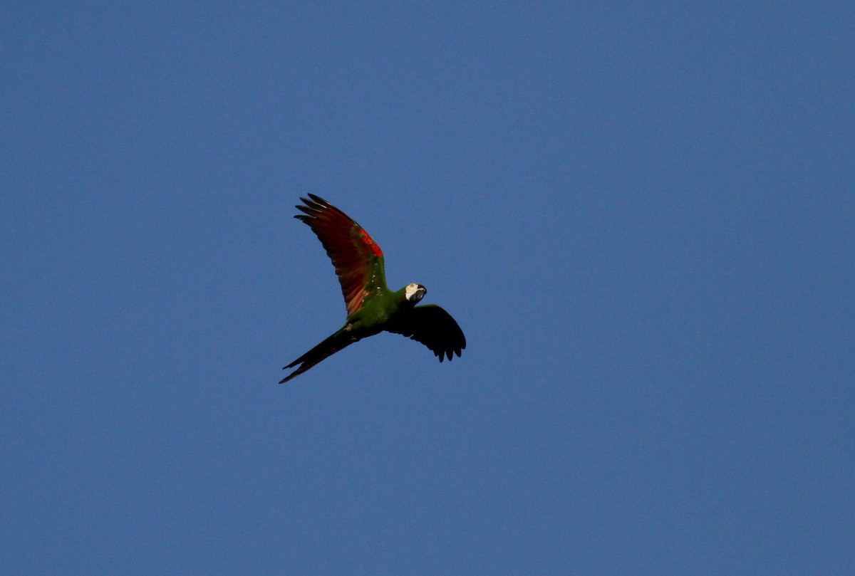 Chestnut-fronted Macaw - ML37987951