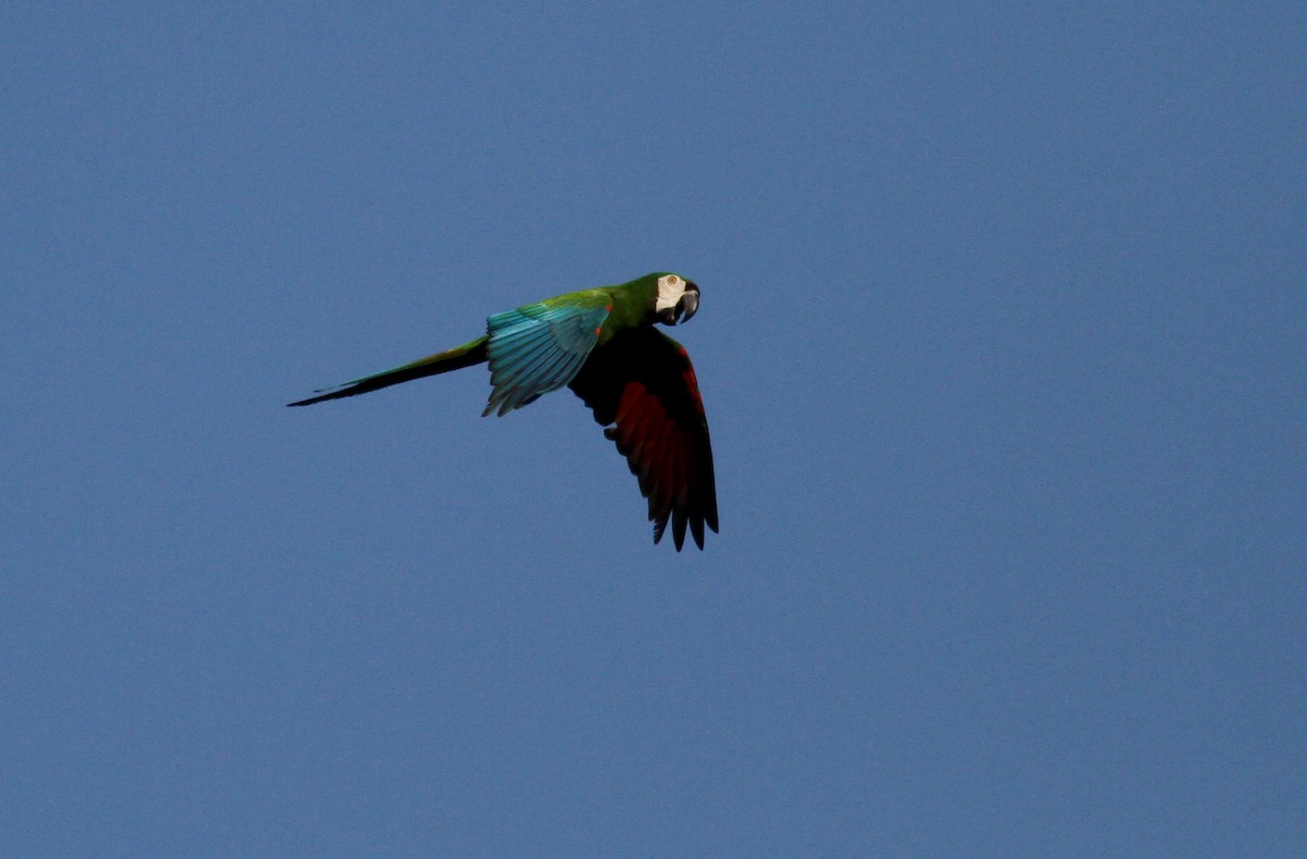 Chestnut-fronted Macaw - ML37987971