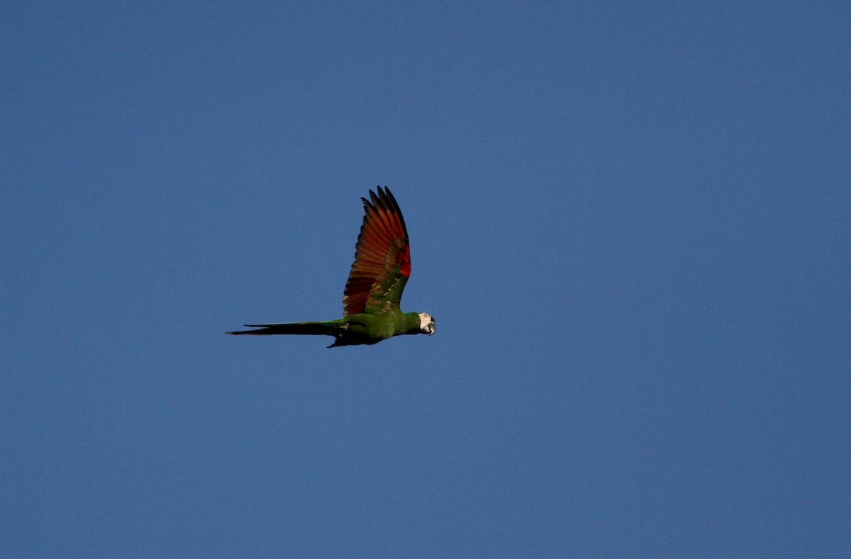 Chestnut-fronted Macaw - ML37988001
