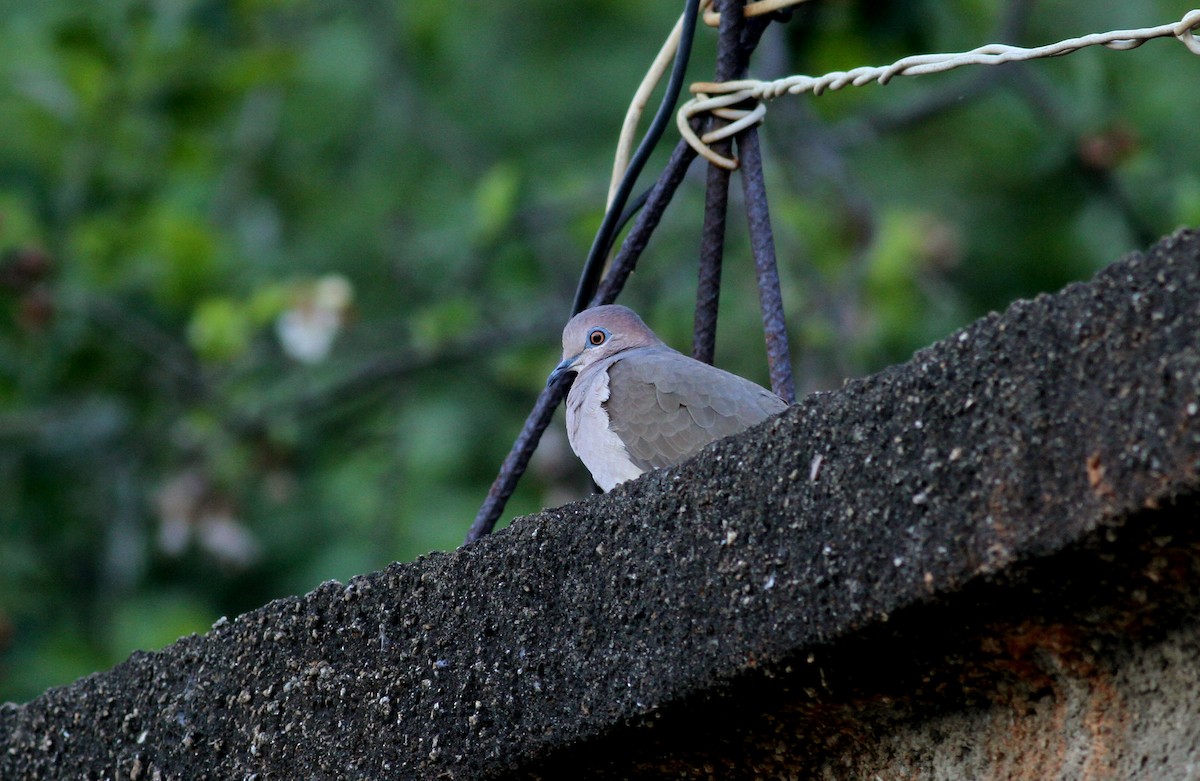 White-tipped Dove (White-tipped) - ML37988051