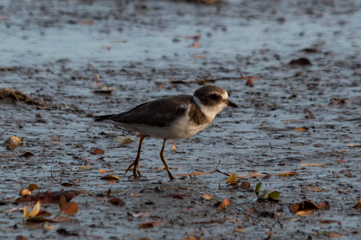 Semipalmated Plover - ML379880751