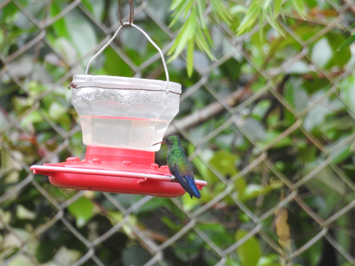 Blue-vented Hummingbird - David Bree