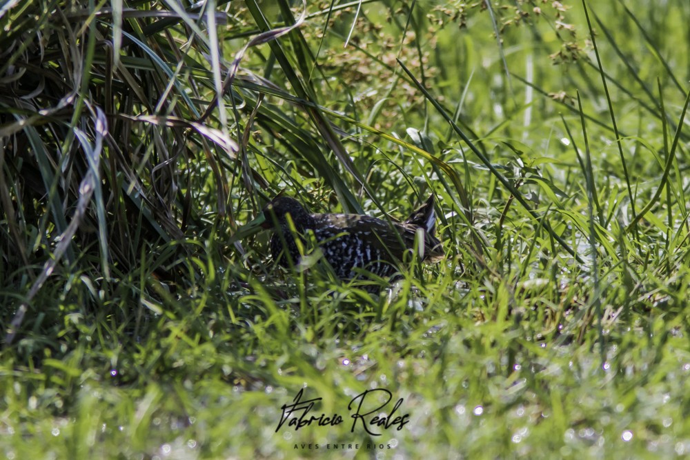 Spotted Rail - ML379885531