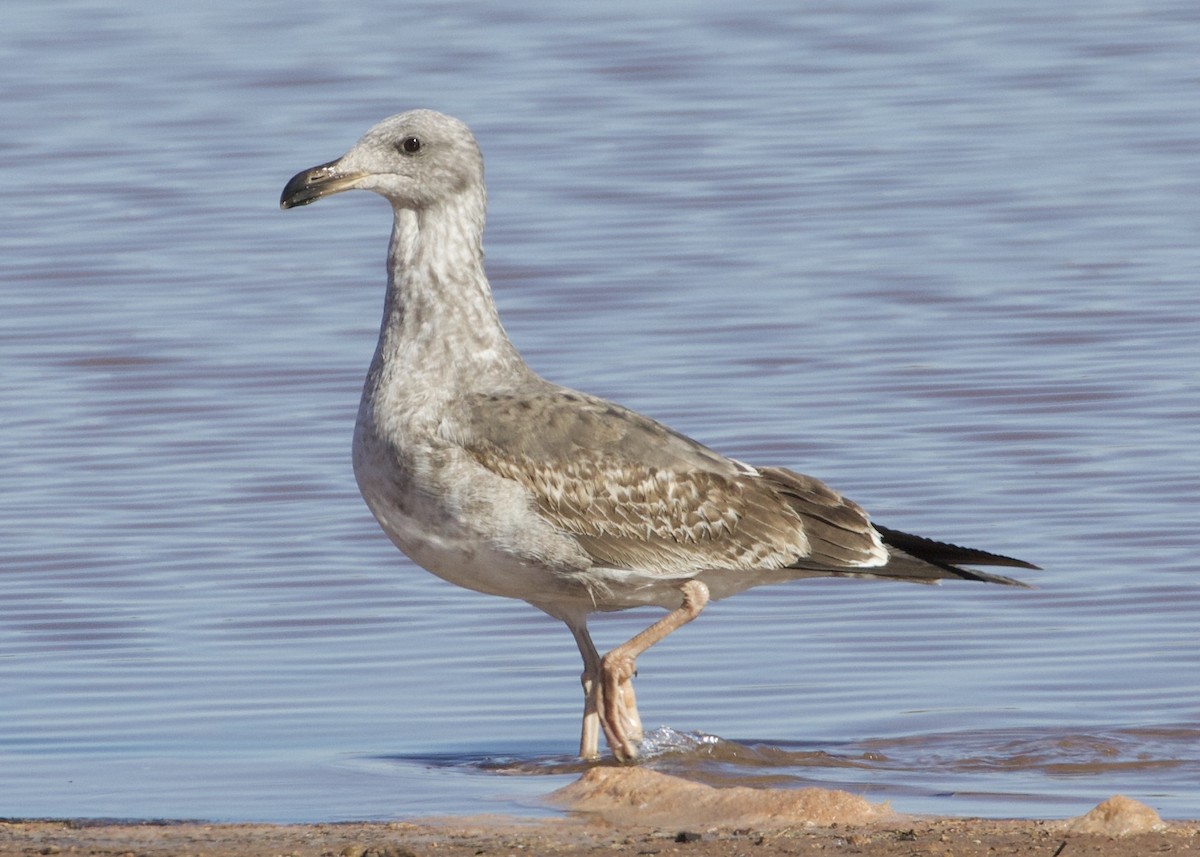 Yellow-footed Gull - ML379889381
