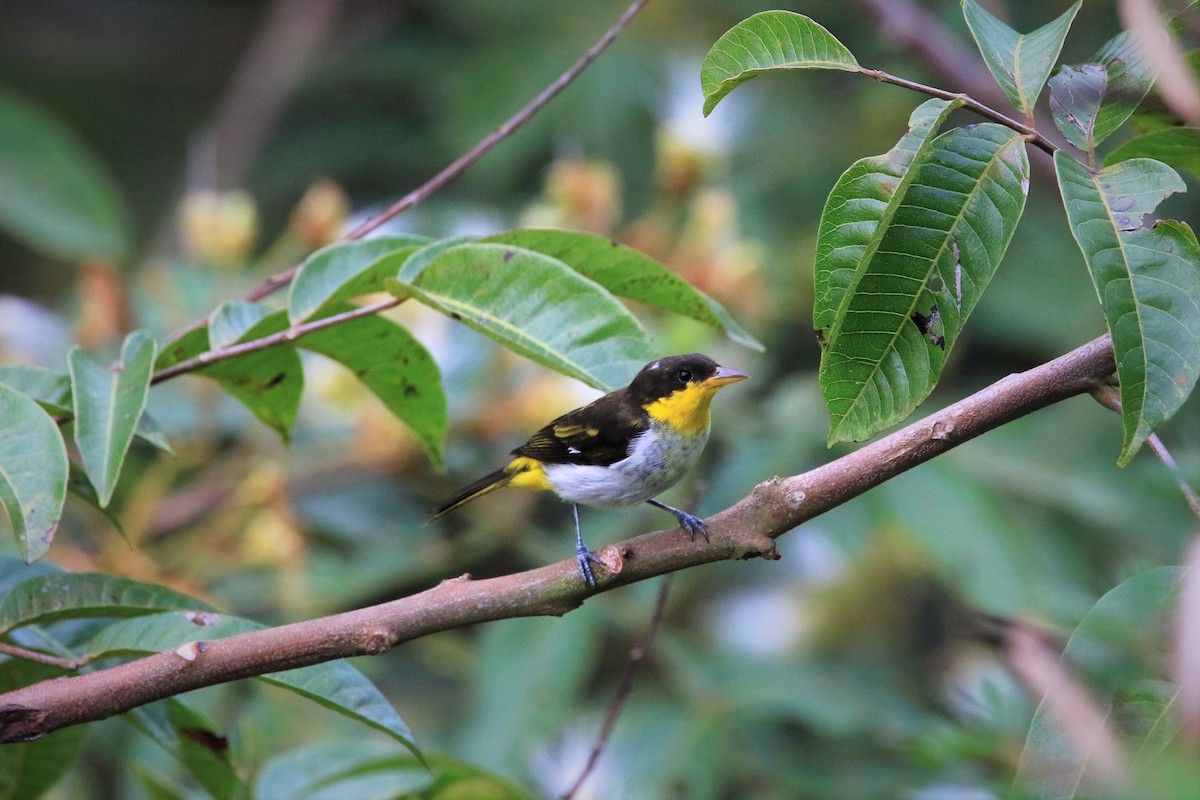 Yellow-backed Tanager - ML379890771