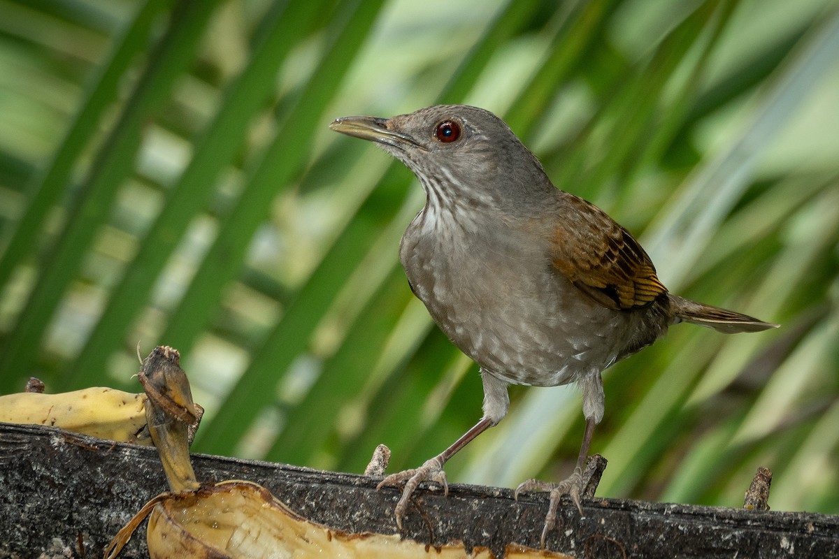 Pale-breasted Thrush - ML379901281