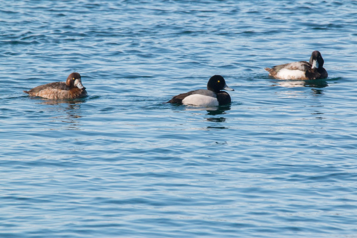Greater Scaup - ML37991151