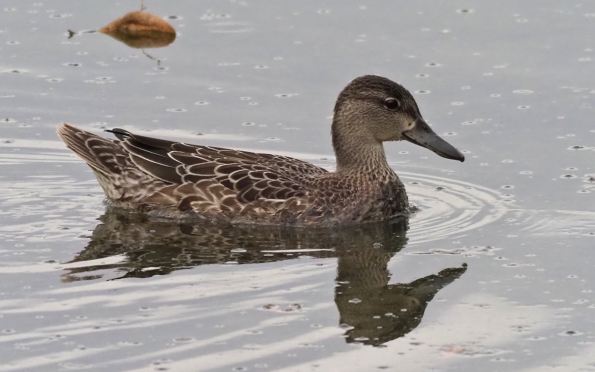 Blue-winged Teal - ML379912641