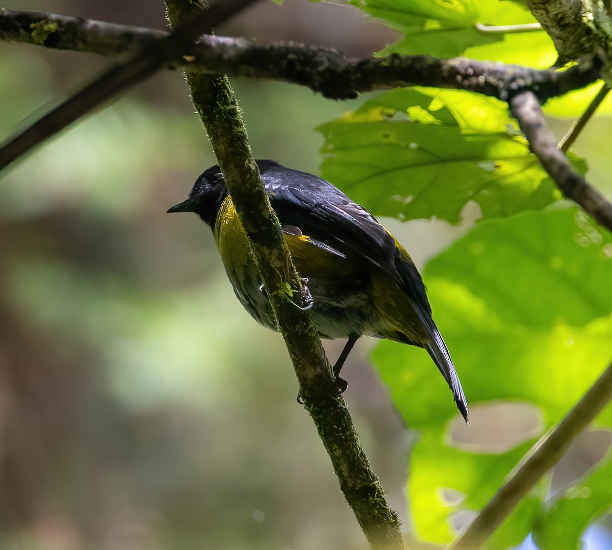 Black-and-yellow Silky-flycatcher - Carlos Roberto Chavarria