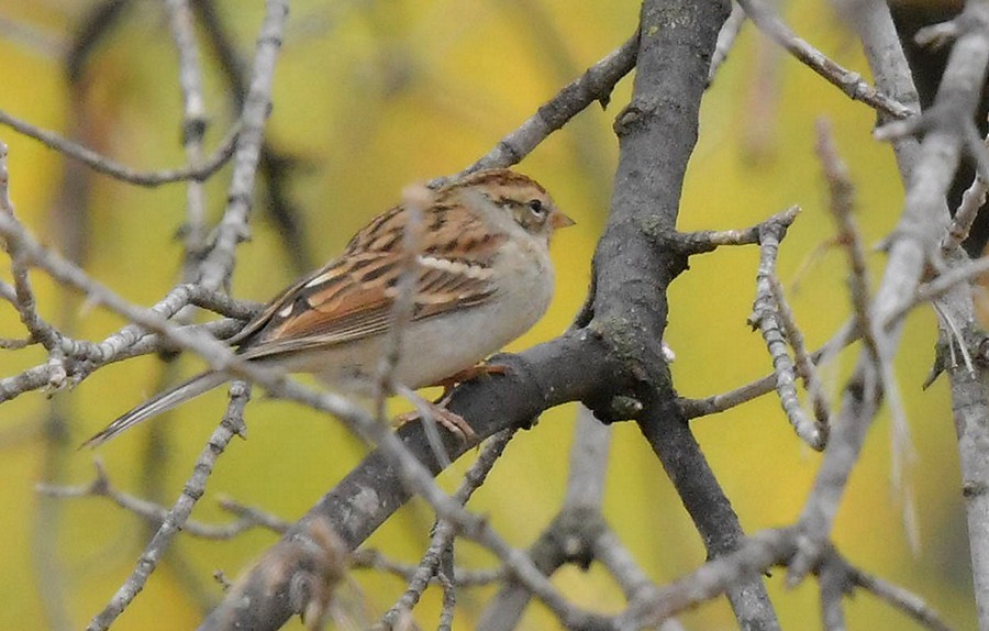 Chipping Sparrow - Sandra Cote