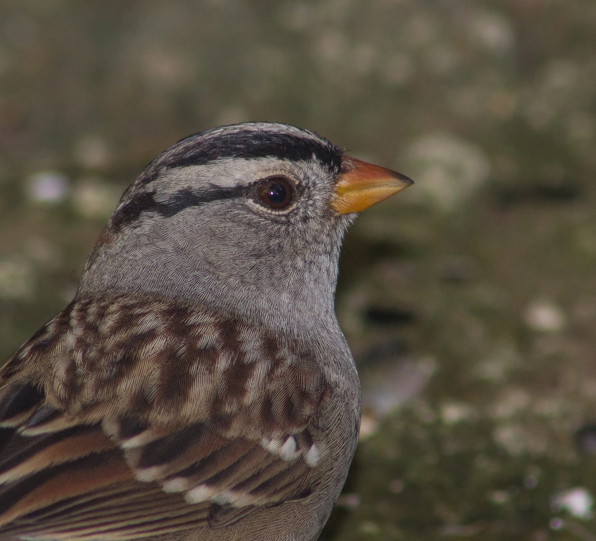 White-crowned Sparrow - ML379933391