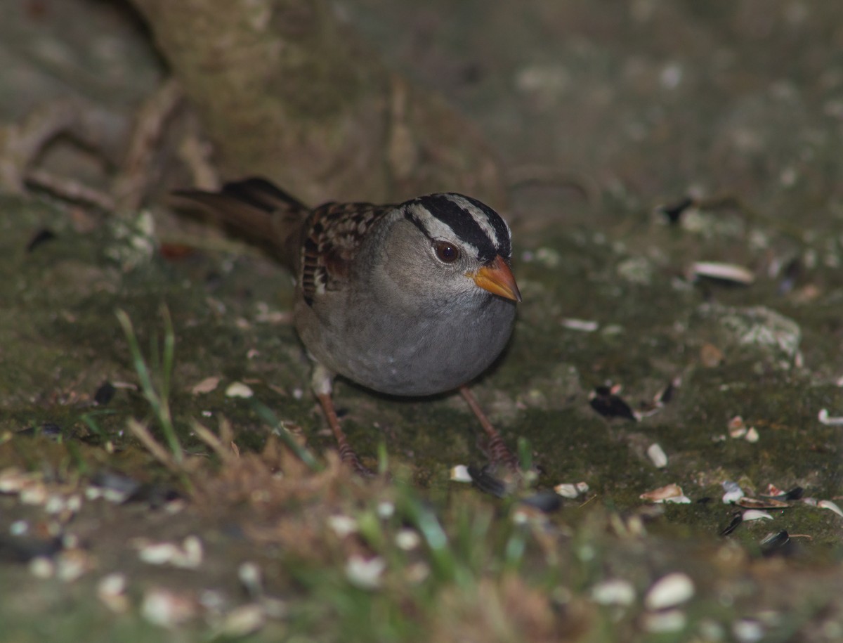 White-crowned Sparrow - ML379933401
