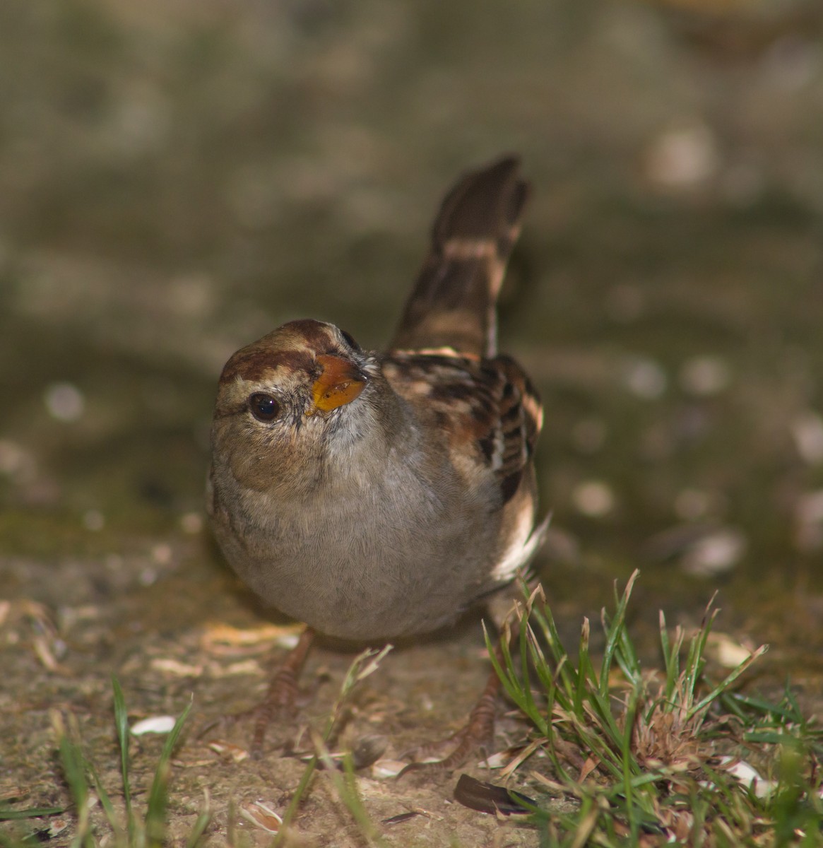 White-crowned Sparrow - ML379933421