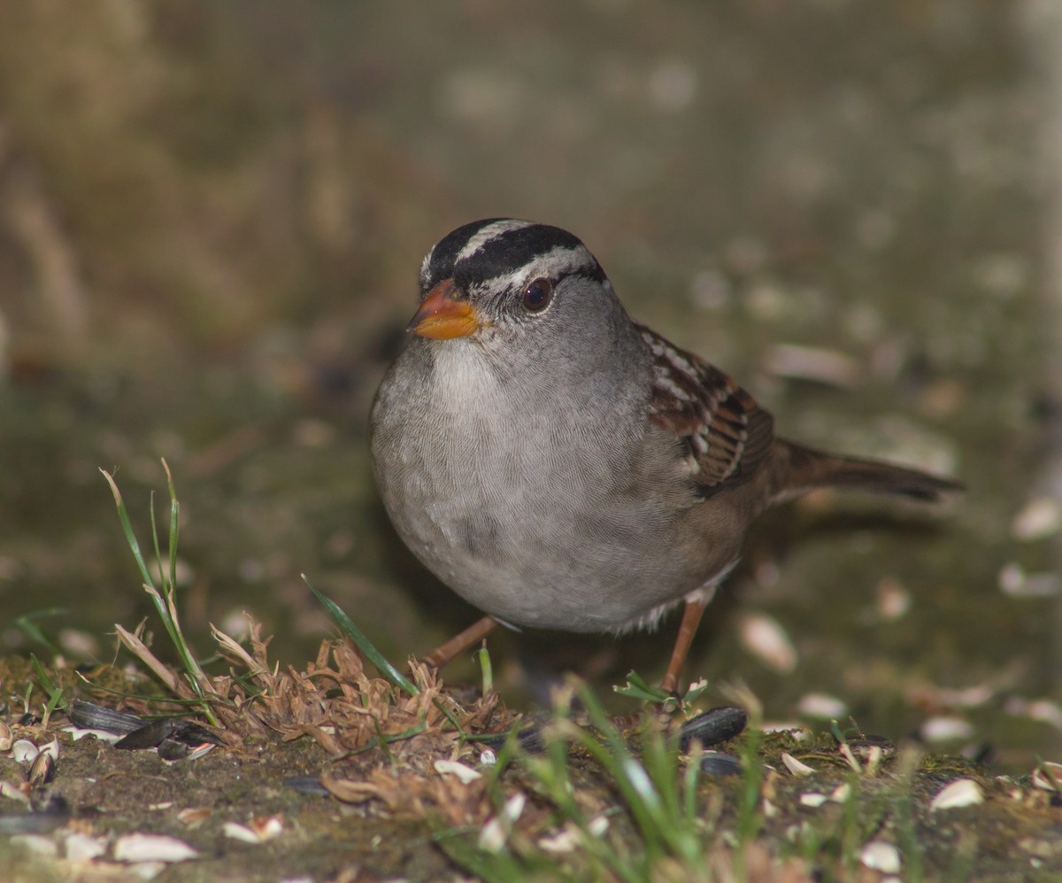 White-crowned Sparrow - ML379933431