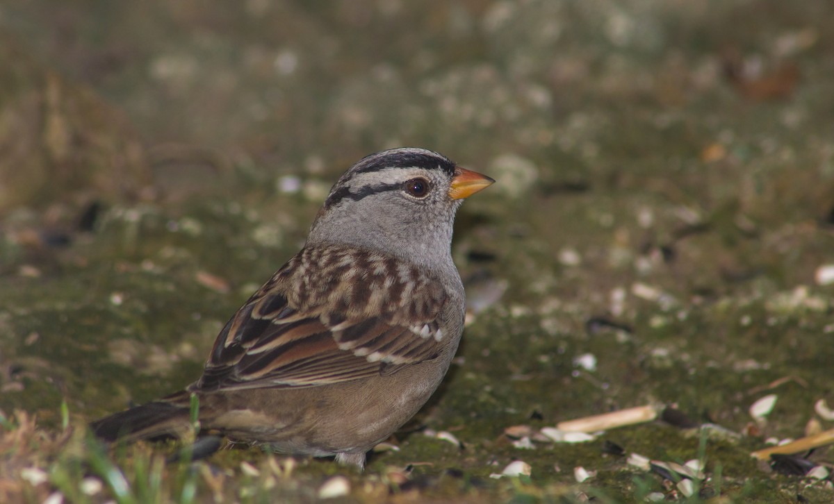 White-crowned Sparrow - Braxton Landsman