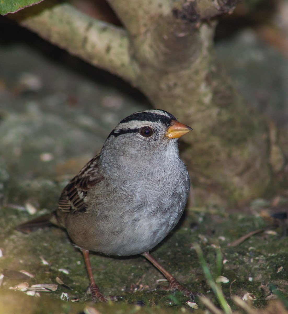 White-crowned Sparrow - ML379933461