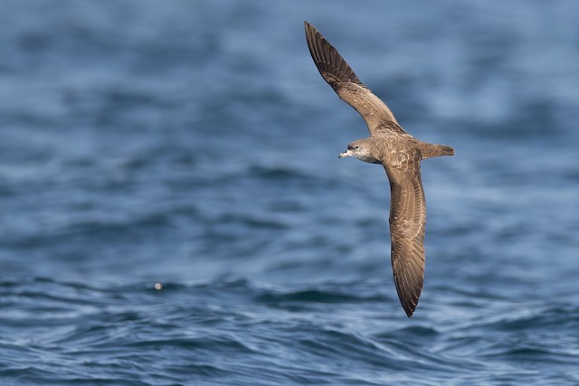 Formative Pink-footed Shearwater (or undergoing Preformative Molt). - Pink-footed Shearwater - 