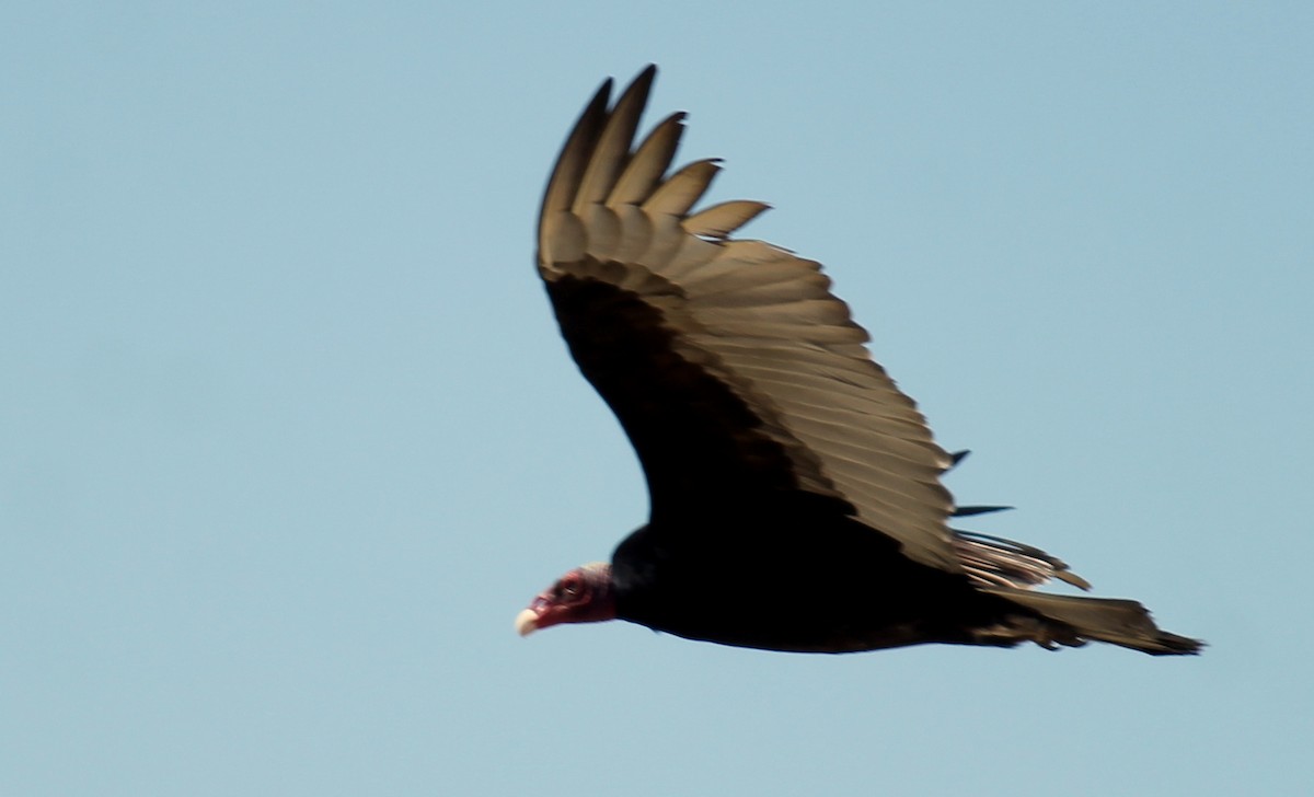 Turkey Vulture - ML37993821