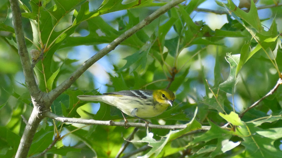 Black-throated Green Warbler - Avery Fish