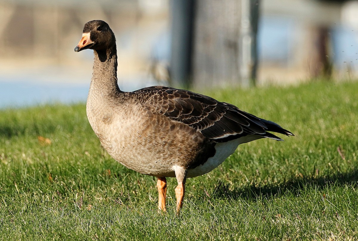 Greater White-fronted Goose - ML379944241