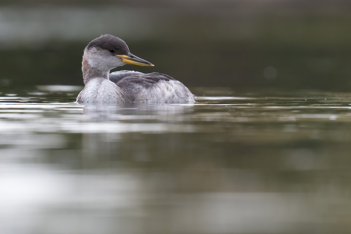 Red-necked Grebe - ML379956661