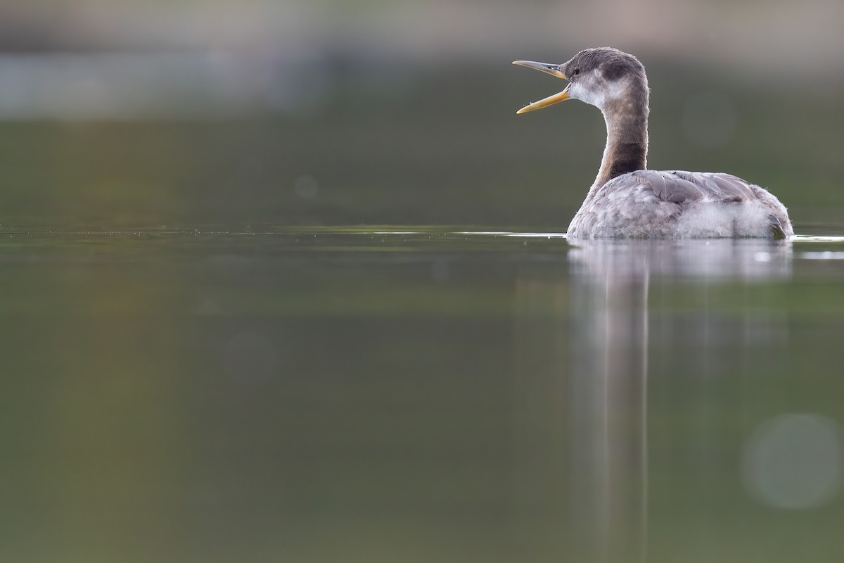 Red-necked Grebe - ML379956711