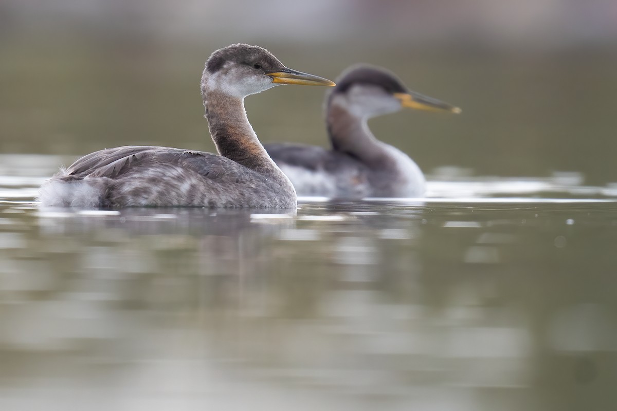 Red-necked Grebe - ML379956751