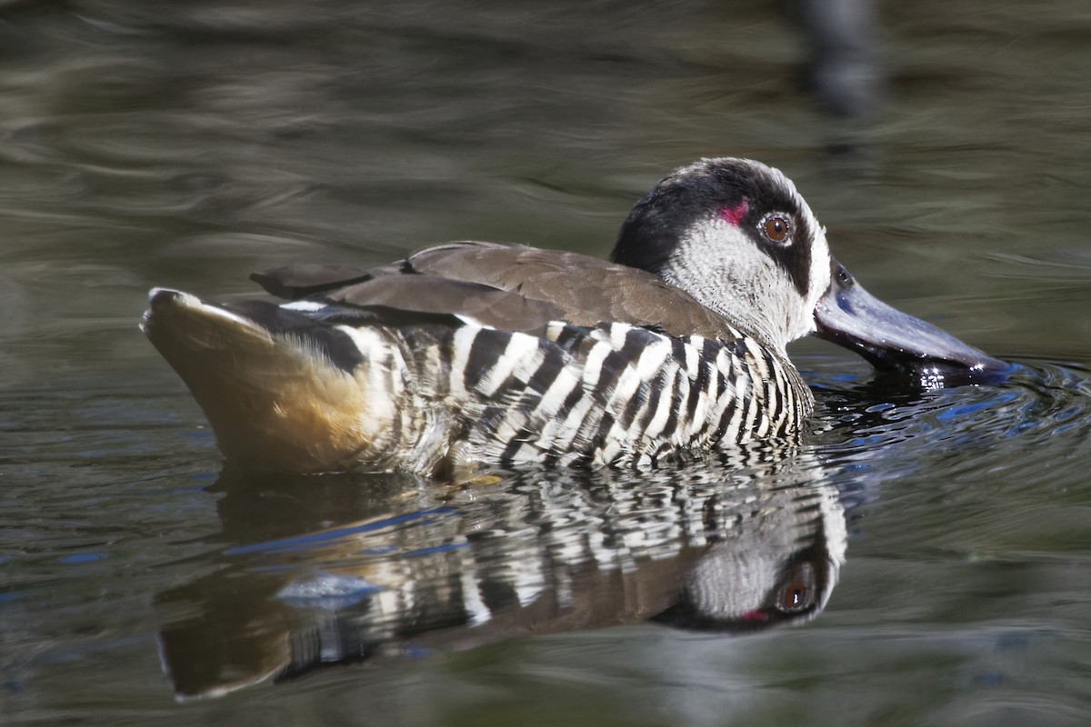 Pink-eared Duck - Anonymous