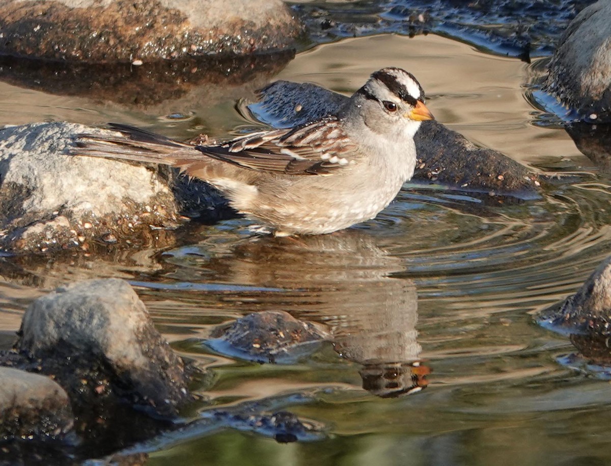 White-crowned Sparrow - ML379958021