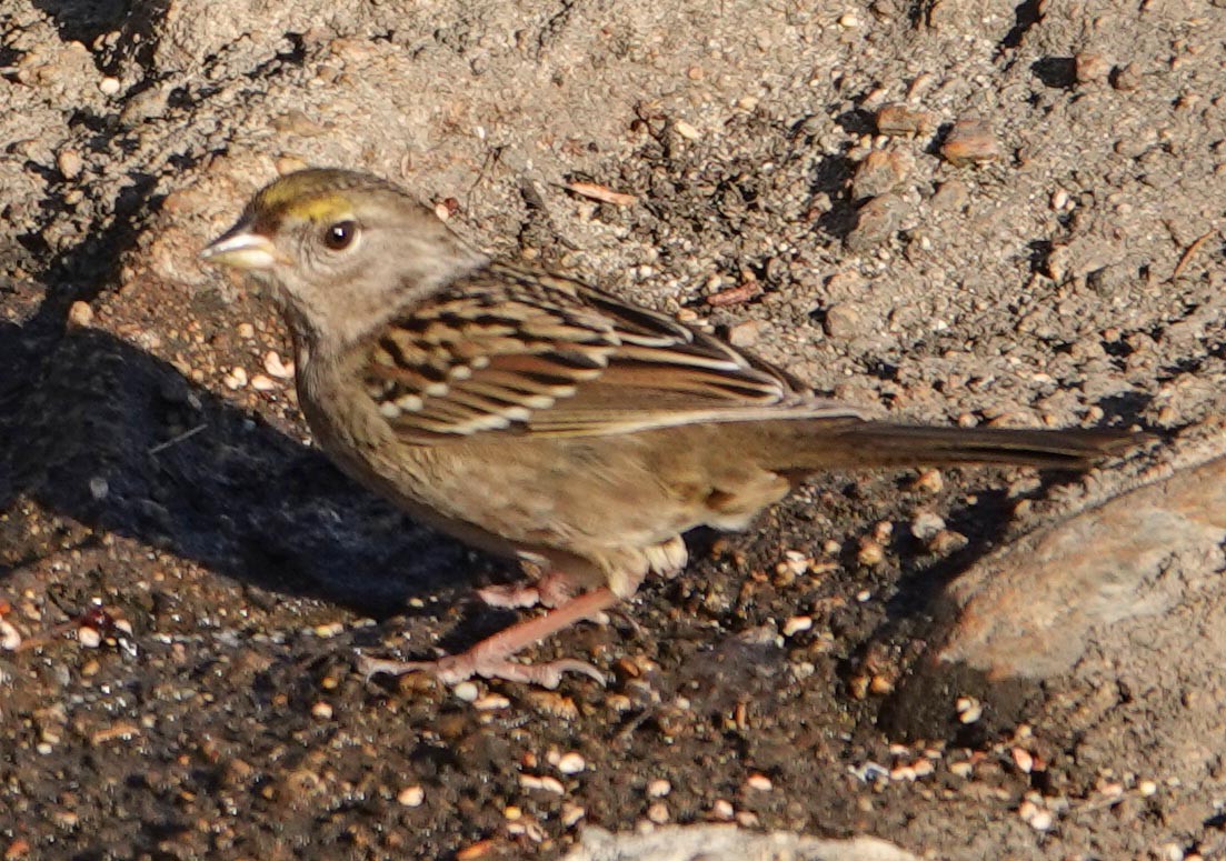Golden-crowned Sparrow - ML379958111