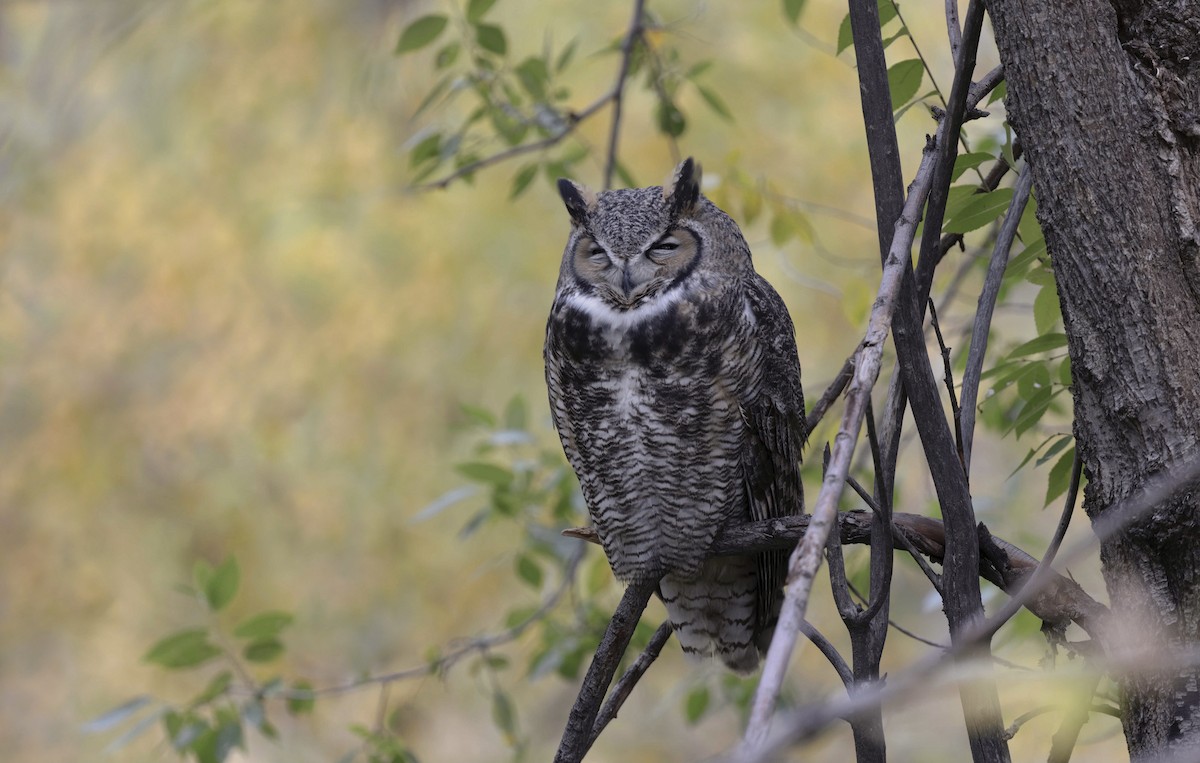 Great Horned Owl - ML379958381