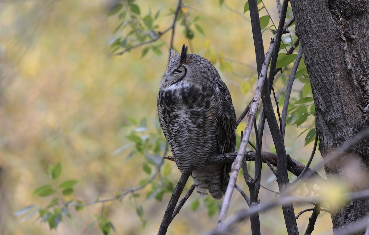 Great Horned Owl - ML379958411