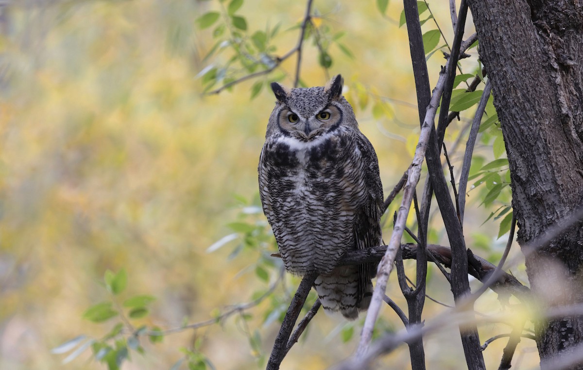 Great Horned Owl - ML379958421